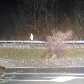 Felssturz auf die Brennerstaatsstraße bei Waidbruck